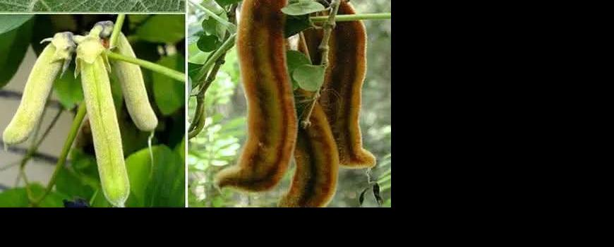 नेपालमै पाइने ‘काउसो’ बाली विश्व बजारमा सुनभन्दा महँगो 