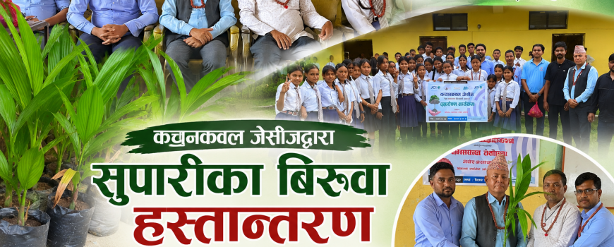 विश्व वातावरण दिवसमा कचनकवल जेसिसद्वारा विद्यालयलाई सुपारीका बिरुवा हस्तान्तरण, वृक्षारोपण सम्पन्न विश्व वातावरण दिवसमा कचनकवल जेसिसद्वारा विद्यालयलाई सुपारीका बिरुवा हस्तान्तरण, वृक्षारोपण सम्पन्न